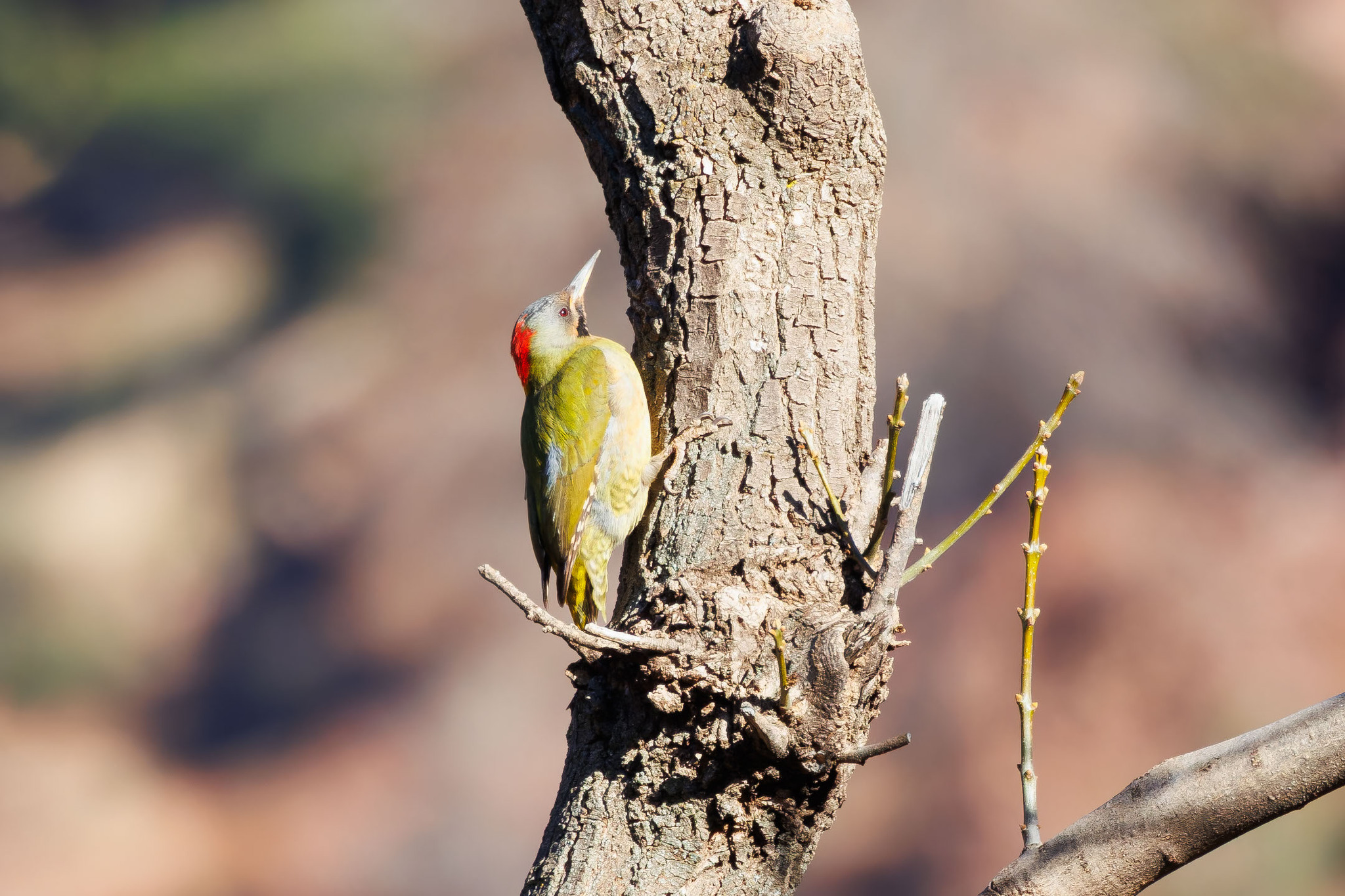 Levaillant's Woodpecker (Picus vaillantii), photo 2
