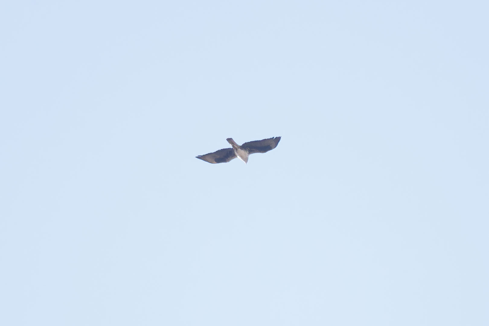 Bonelli's Eagle (Aquila fasciata), photo 7