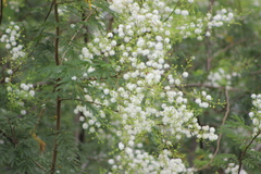 Mimosa bimucronata