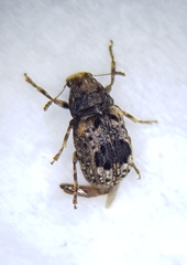 Enedreytes sepicola