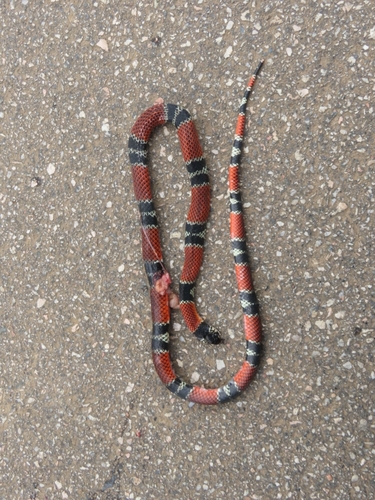Aesculapian False Coral Snake