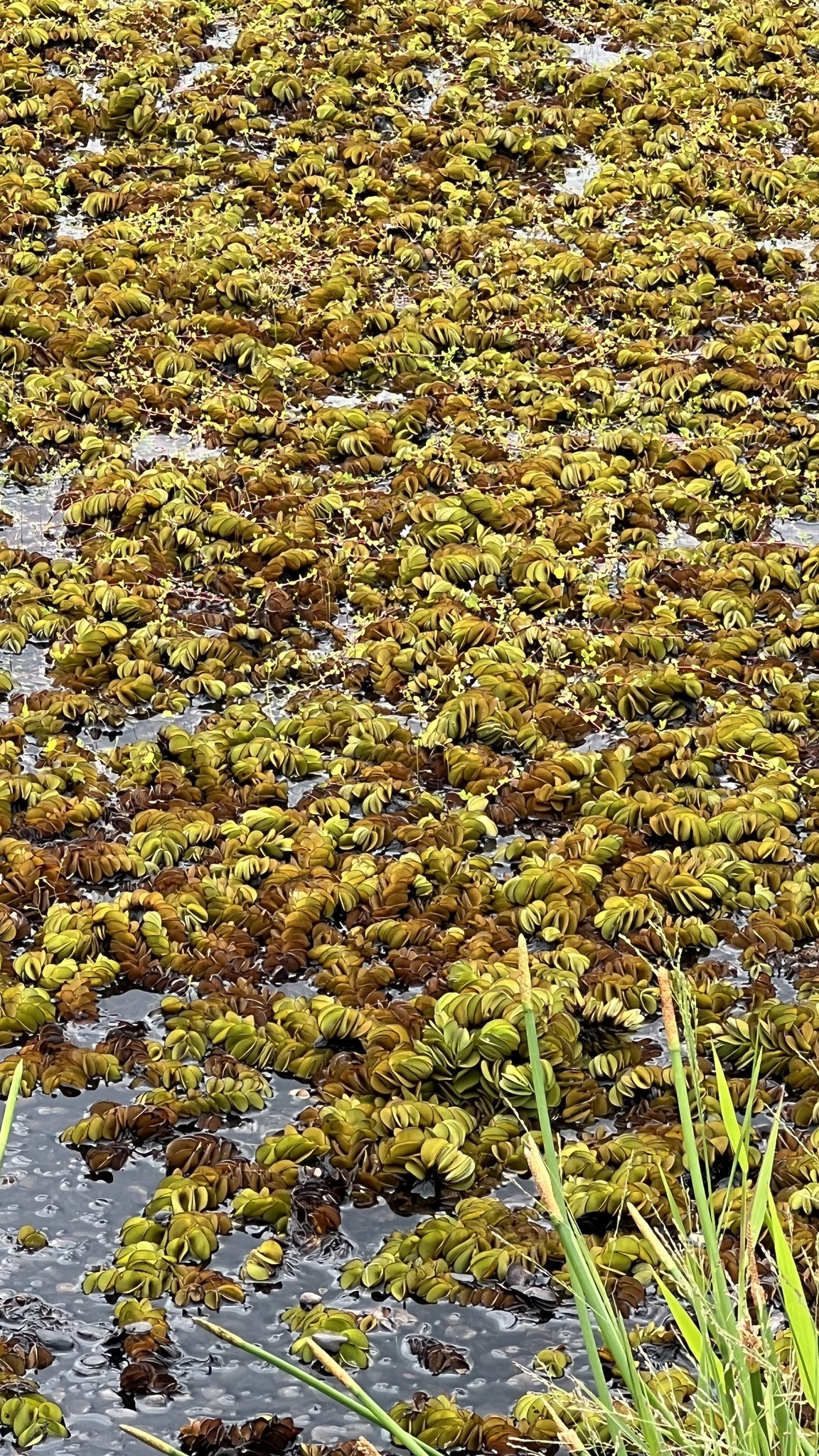 Salvinia molesta
