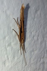 Ypsolopha mucronella