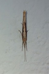 Ypsolopha mucronella