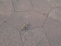 Funambulus pennantii