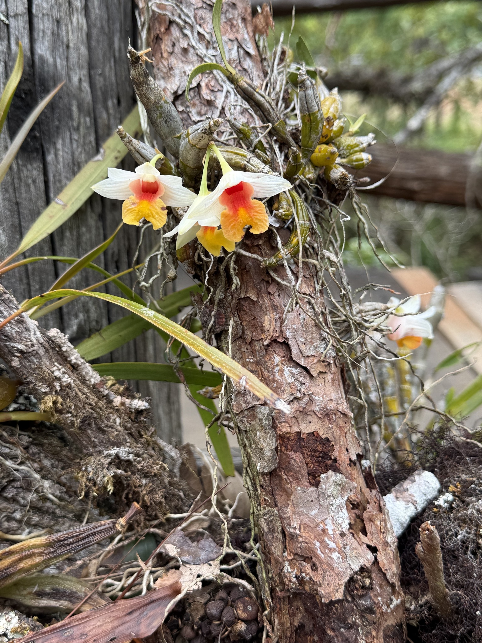 Dendrobium bellatulum (Dendrobium bellatulum)