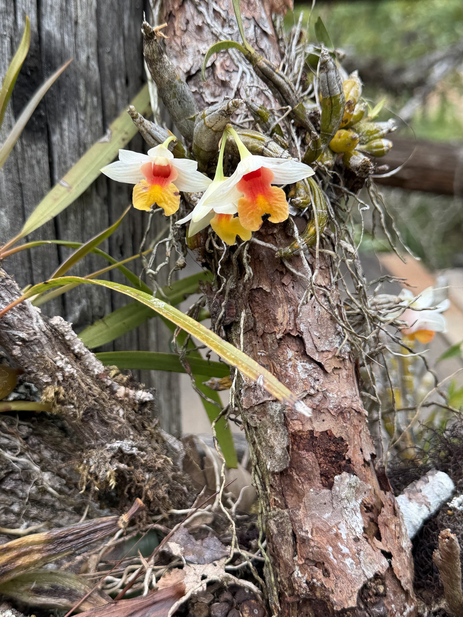 Dendrobium bellatulum — ảnh 2