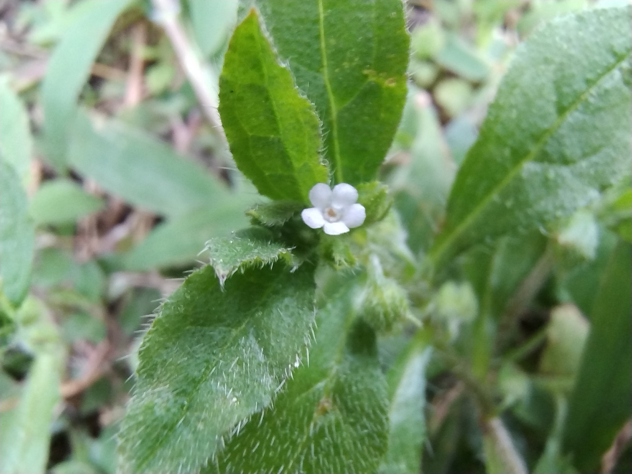 Bothriospermum zeylanicum