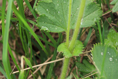 Alchemilla propinqua