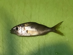Eucinostomus harengulus