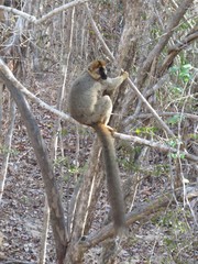 Eulemur rufifrons
