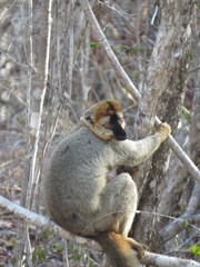 Eulemur rufifrons