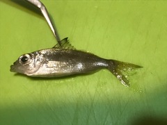 Eucinostomus harengulus