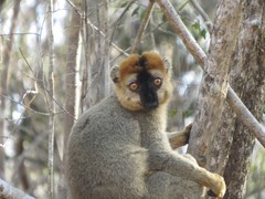Eulemur rufifrons