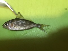Eucinostomus harengulus