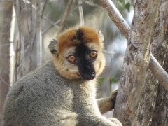 Eulemur rufifrons
