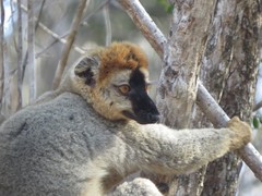Eulemur rufifrons