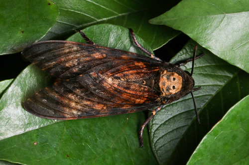 Death's Head Hawkmoth