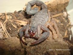 Centruroides margaritatus