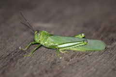 Tropidacris cristata grandis