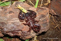 Chactas vanbenedenii