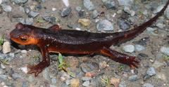 Taricha sierrae