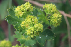 Alchemilla propinqua