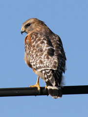 Buteo lineatus