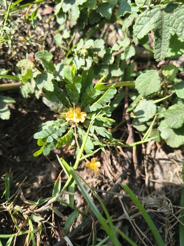 Biophytum umbraculum