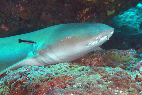Tawny nurse shark