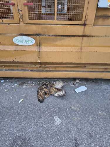 View observation of {o.common_name} on iNaturalist