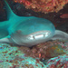 Tawny Nurse Shark - Photo (c) craigjhowe, some rights reserved (CC BY-NC)