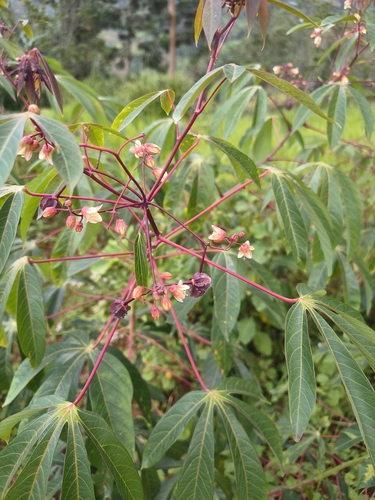 Cassava
