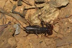 Thelyphonellus vanegasae