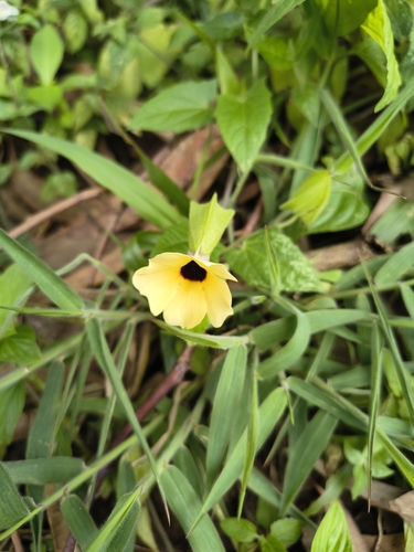Black-eyed Susan vine