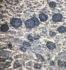 Patellaria atrata