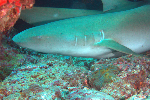 Vaalbruine verpleegsterhaai (Nebrius ferrugineus) — Ginglymostomatidae — 5