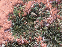 Lepidium lasiocarpum wrightii