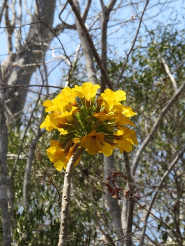 Uncarina leandrii