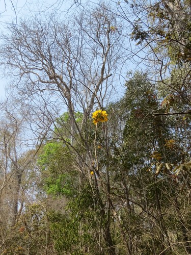 Uncarina leandrii