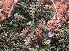 Lepidium lasiocarpum wrightii