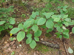 Hydrangea paniculata