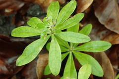 Galium odoratum