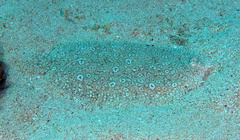 Pardachirus pavoninus