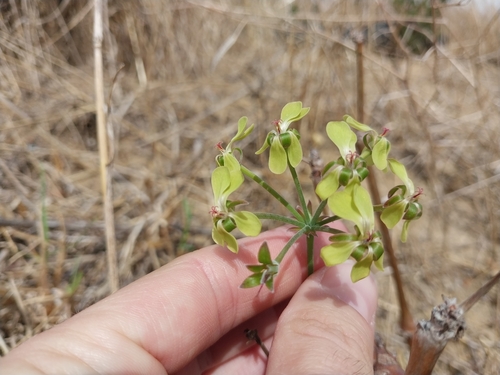 Gouty Storksbill (Pelargonium gibbosum)