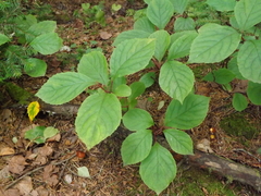 Hydrangea paniculata