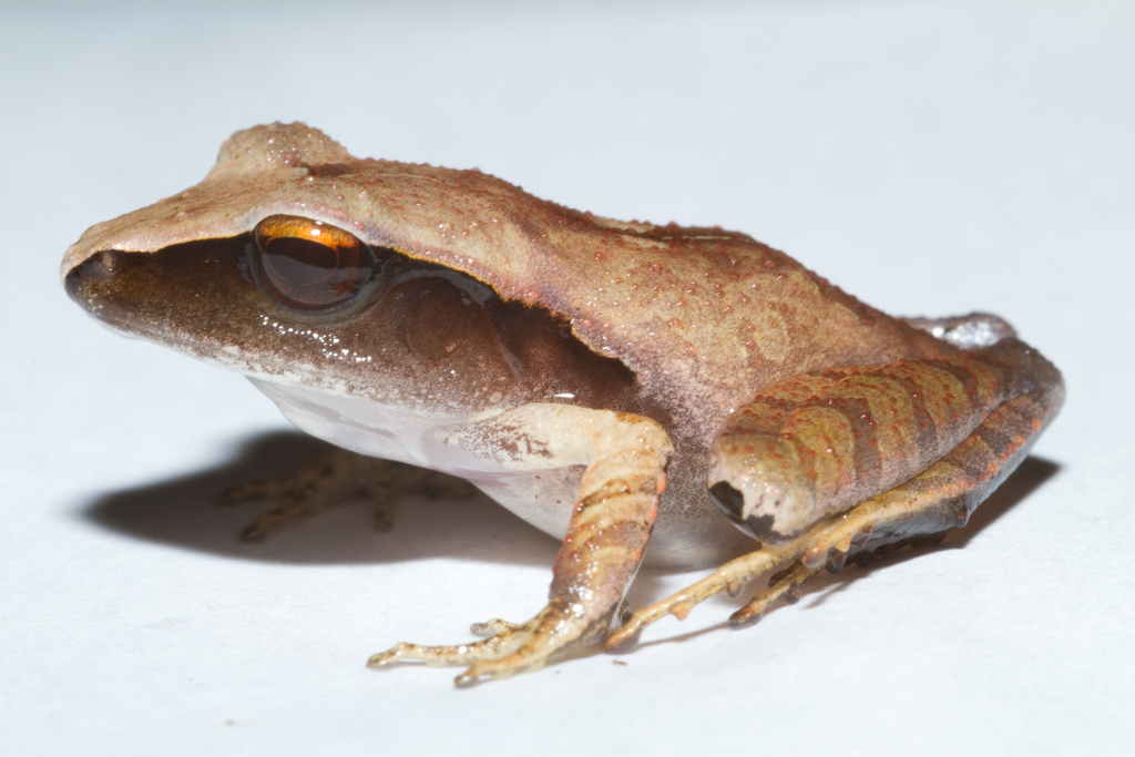 Evergreen Robber Frog