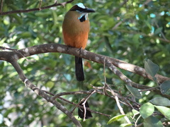 Eumomota superciliosa