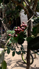 Coffea arabica