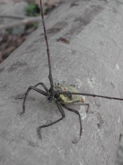 Batocera humeridens